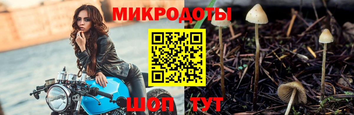 Галлюциногенные грибы Psilocybe Усть-Джегута